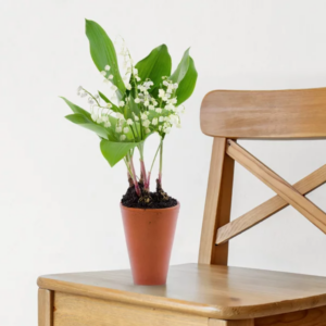 Le Muguet de mai