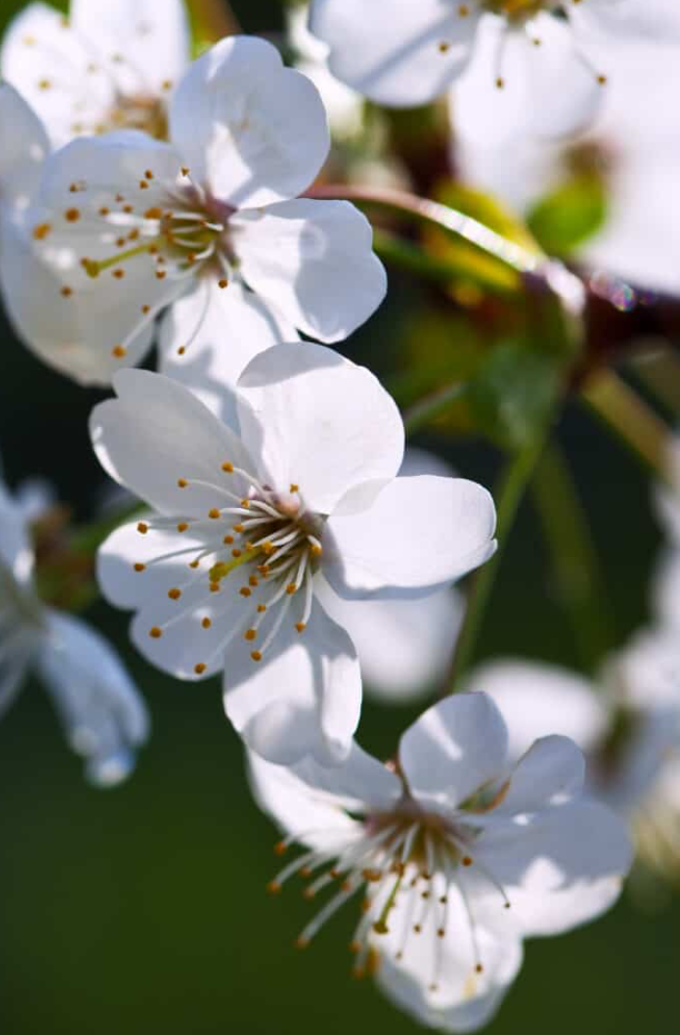 Nature-B Vue du clocher