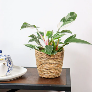 Philodendron