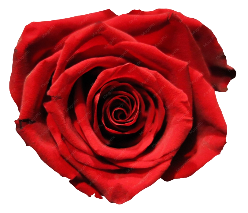Logo-Rose Rose rouge